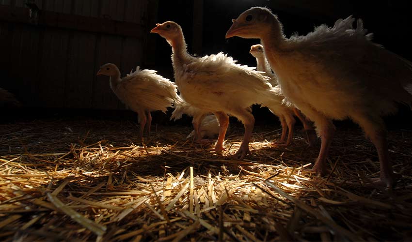 young turkeys in a brooder