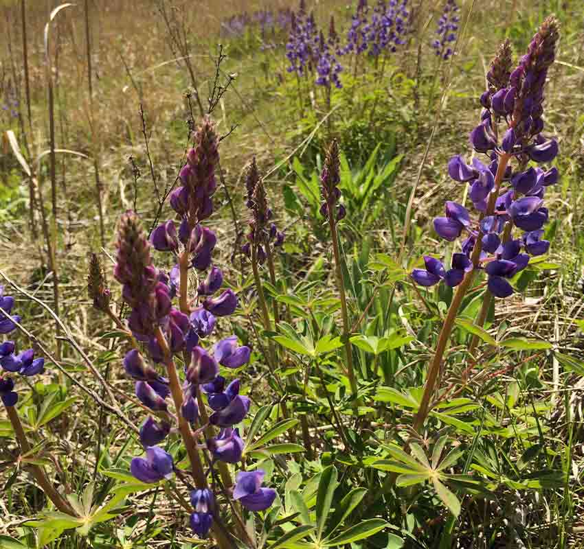 close up of purple Wild Lupines on a prairie