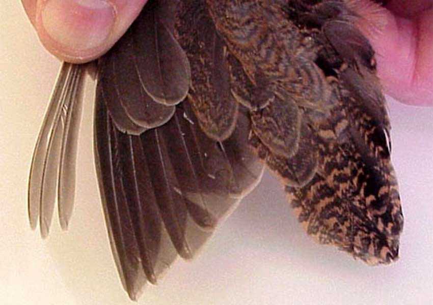grayish brown spotted wing tips of an American woodcock bird