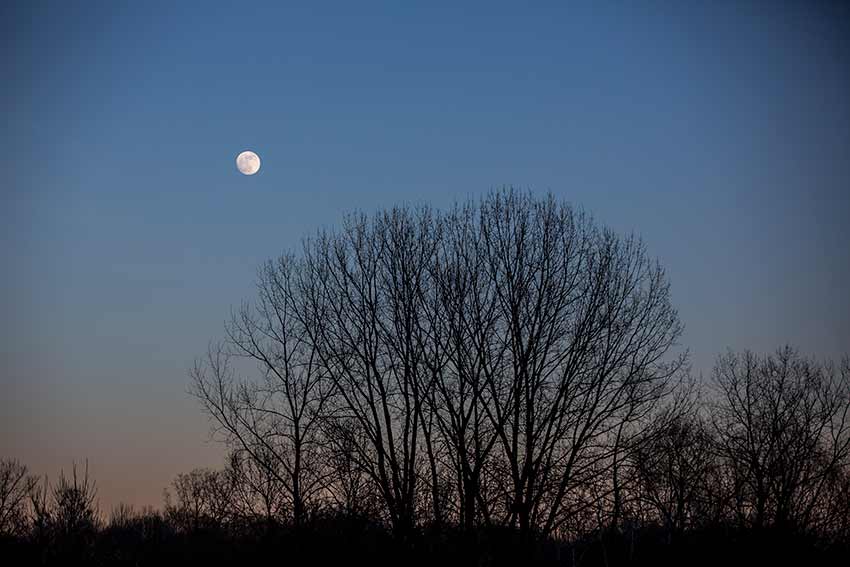 moon rising over a tree silhouette