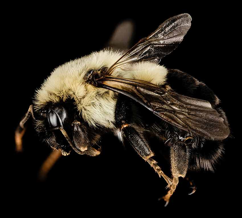 close up of an eastern bumblebee
