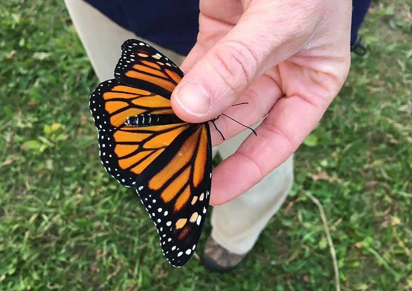 monarch in hand of a person