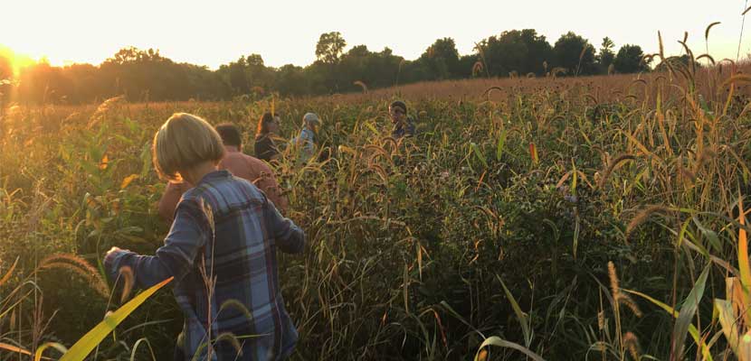 volunteers collecting seeds in a prairie at sunset