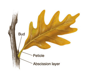 an illustration of an oak leaf attached to the branch. The abscission layer, petiole and bud are indicated.