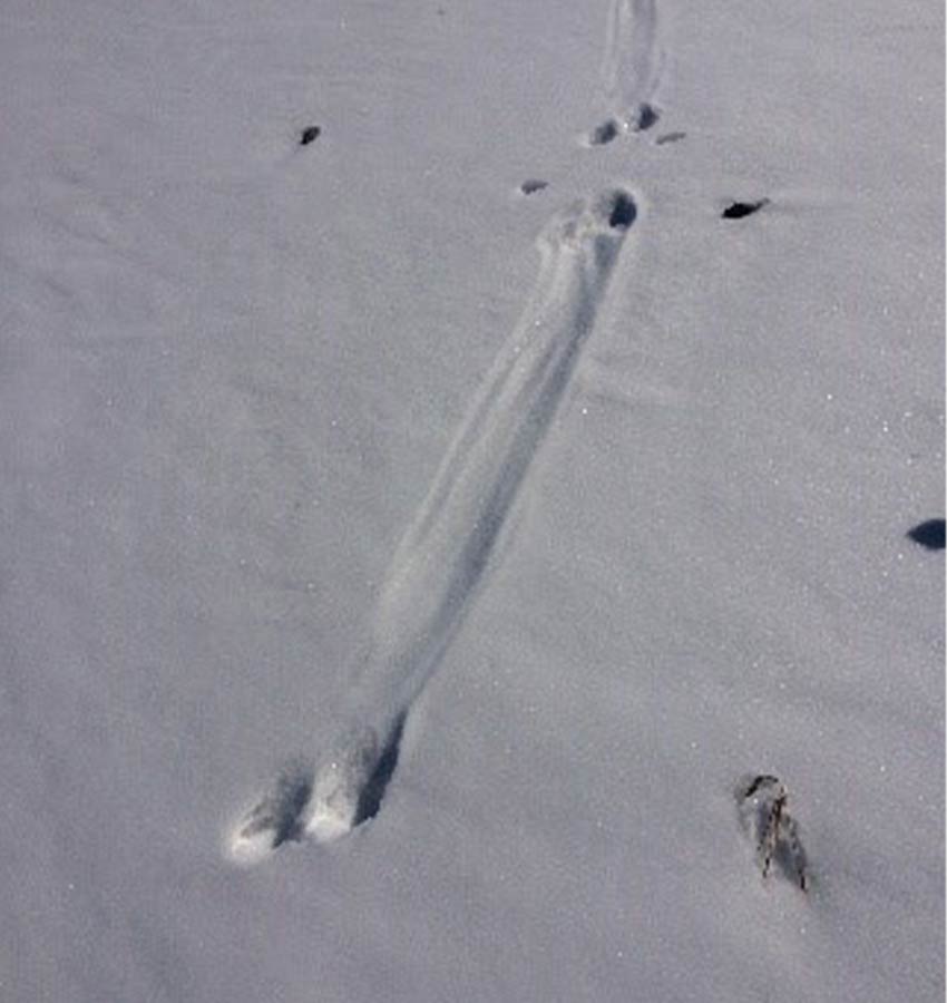 otter tracks in the snow