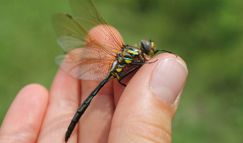plains emerald dragonfly on a thumb
