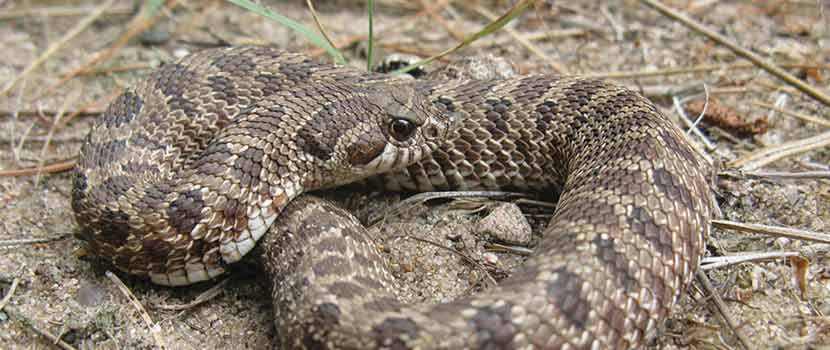 a tan and gray snake curled up on the ground.