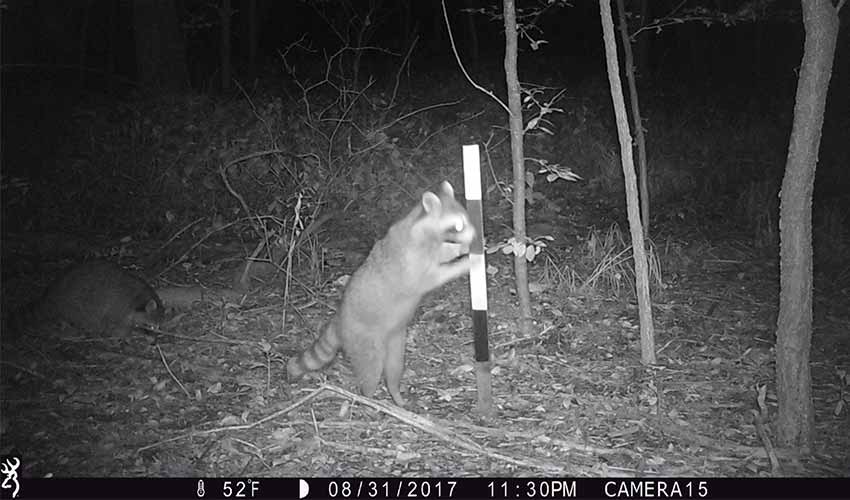 black and white photo of raccoon playing in woods