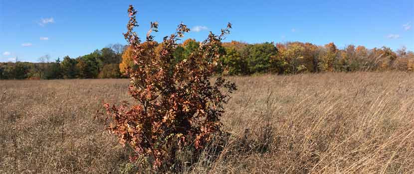 A red oak tree sprouting in the middle of a prairie.
