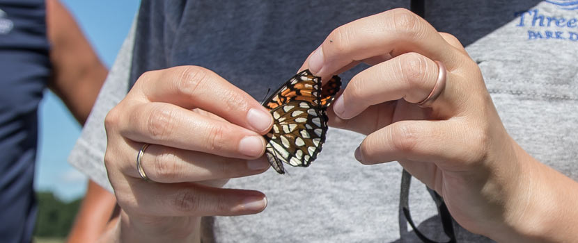 an orange, white and black butterfly being held in two hands