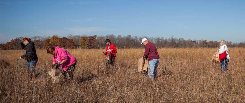 group of people collecting seeds in a grassy prairie