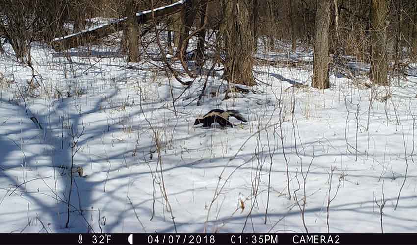 skunk running on snow in the woods