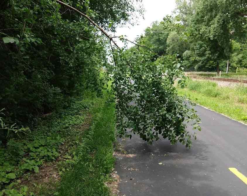 tree limb hanging over a paved trail