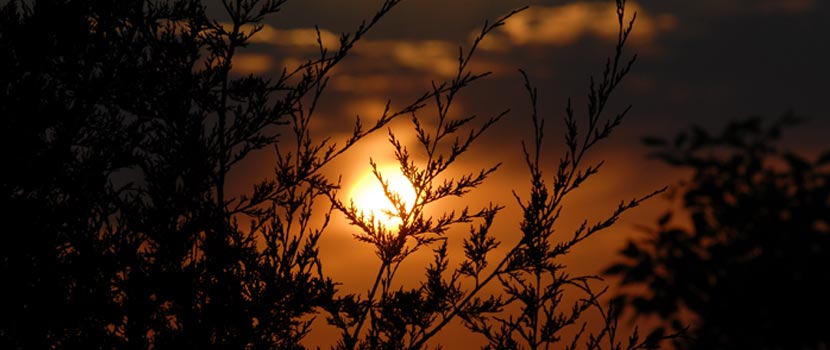 prairie grass silhouetted against an orange sunset.