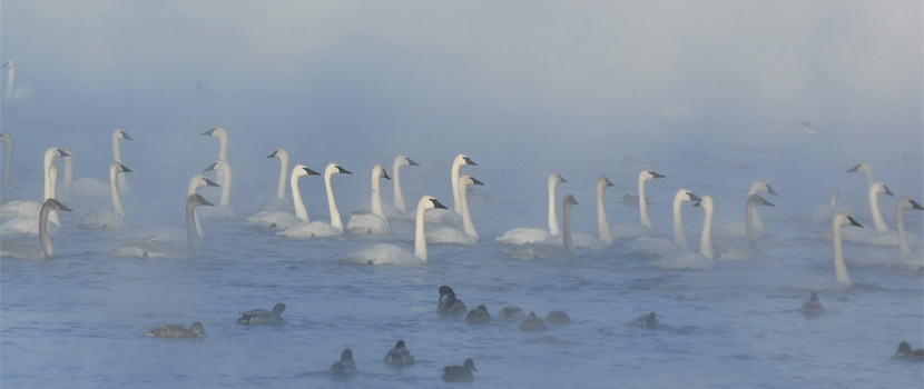 swans on a lake in the mist.