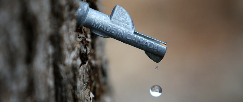 a metal tap in a tree dripping sap. 