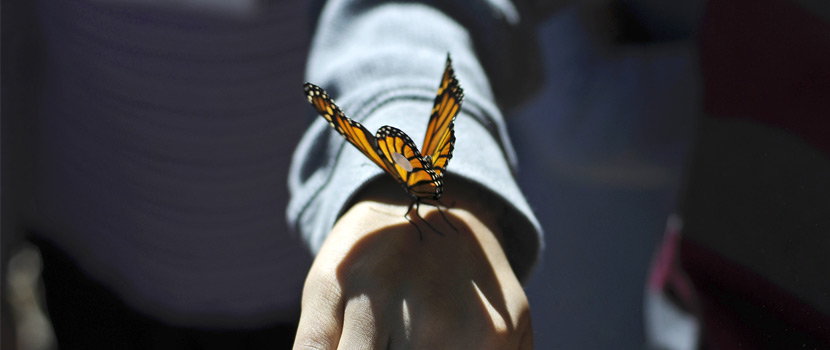 monarch butterfly perched on an open hand