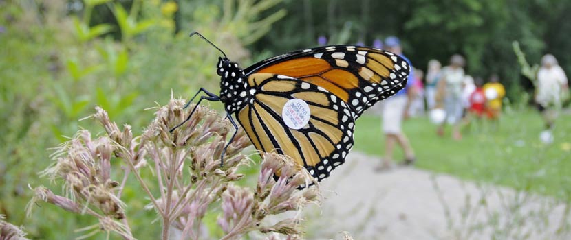 tagged monarch butterfly on a wildflower plant in the prairie