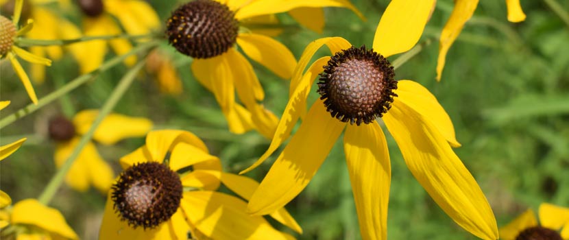 close-up image of yellow flowers with brown centers.